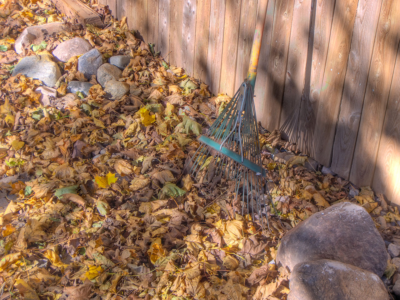 Autumn leaves with rake