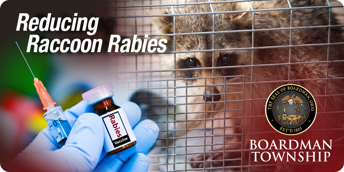 Efforts to Reduce and Eliminate Raccoon Strain Rabies - Boardman ...